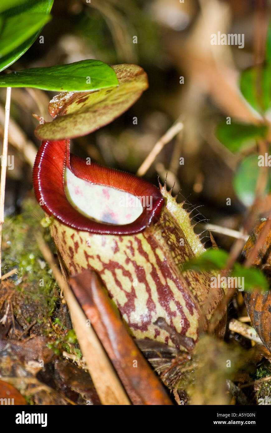Pitcher plants Nepenthes rafflesiana Stock Photo - Alamy