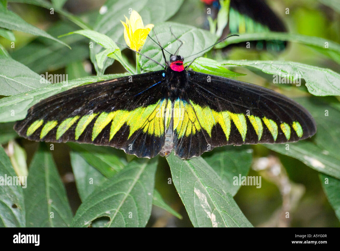 The Rajah Brooke s Birdwing butterfly Trogonoptera brookiana albescens Stock Photo