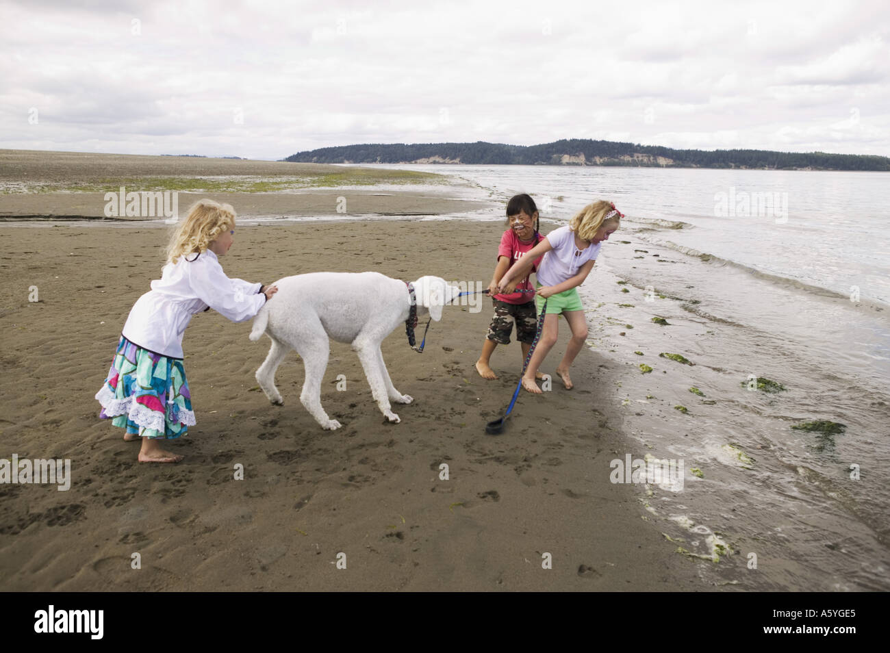 Girls pulling dog into water Stock Photo