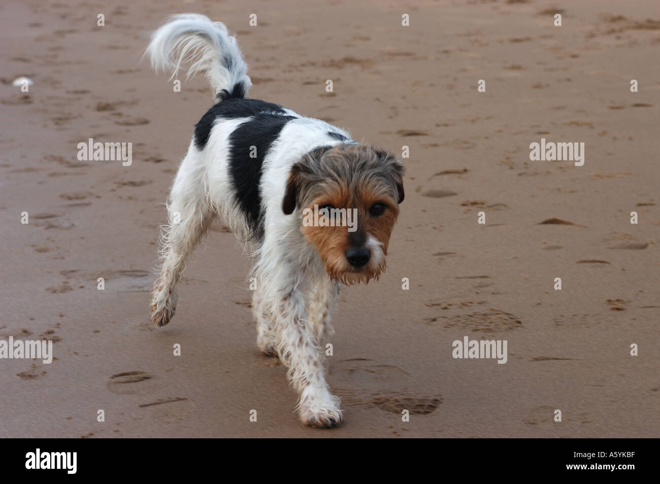Dog on the beach Viking Bay Broadstairs Kent England Stock Photo Alamy