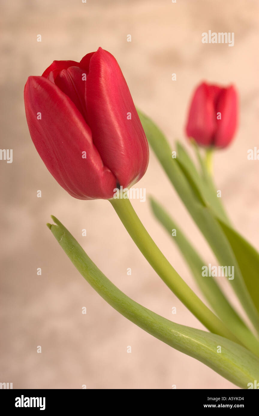 Flower arrangement of Tulips Stock Photo Alamy