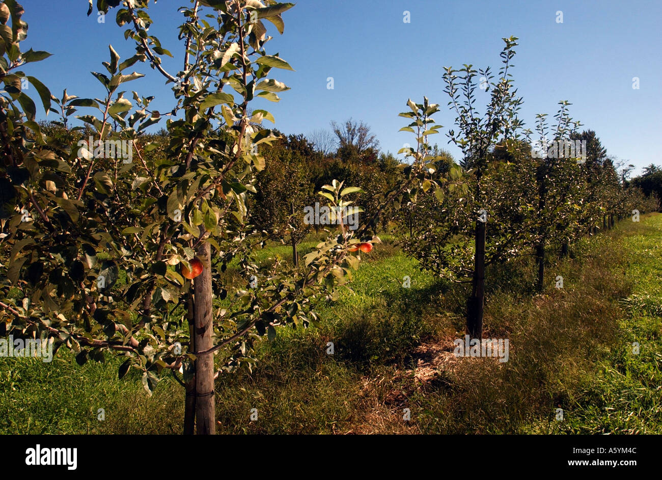 Apple Trees in an apple orchard Connecticut USA Stock Photo