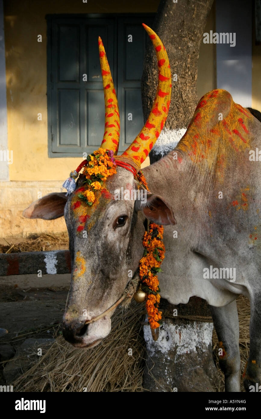 Cows with traditional horn decoration for the hindu harvest festival