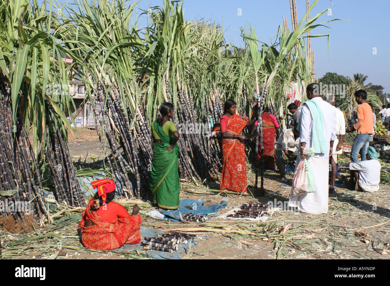 Indians buying and selling the first harvest sugar cane by the roadside