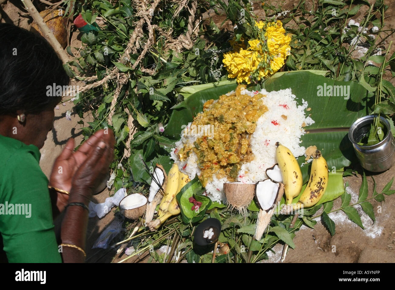 Lady blesses a Pongal offering outside a cow shed for people and cows to eat for Pongal, Rural Tamil Nadu, India Stock Photo