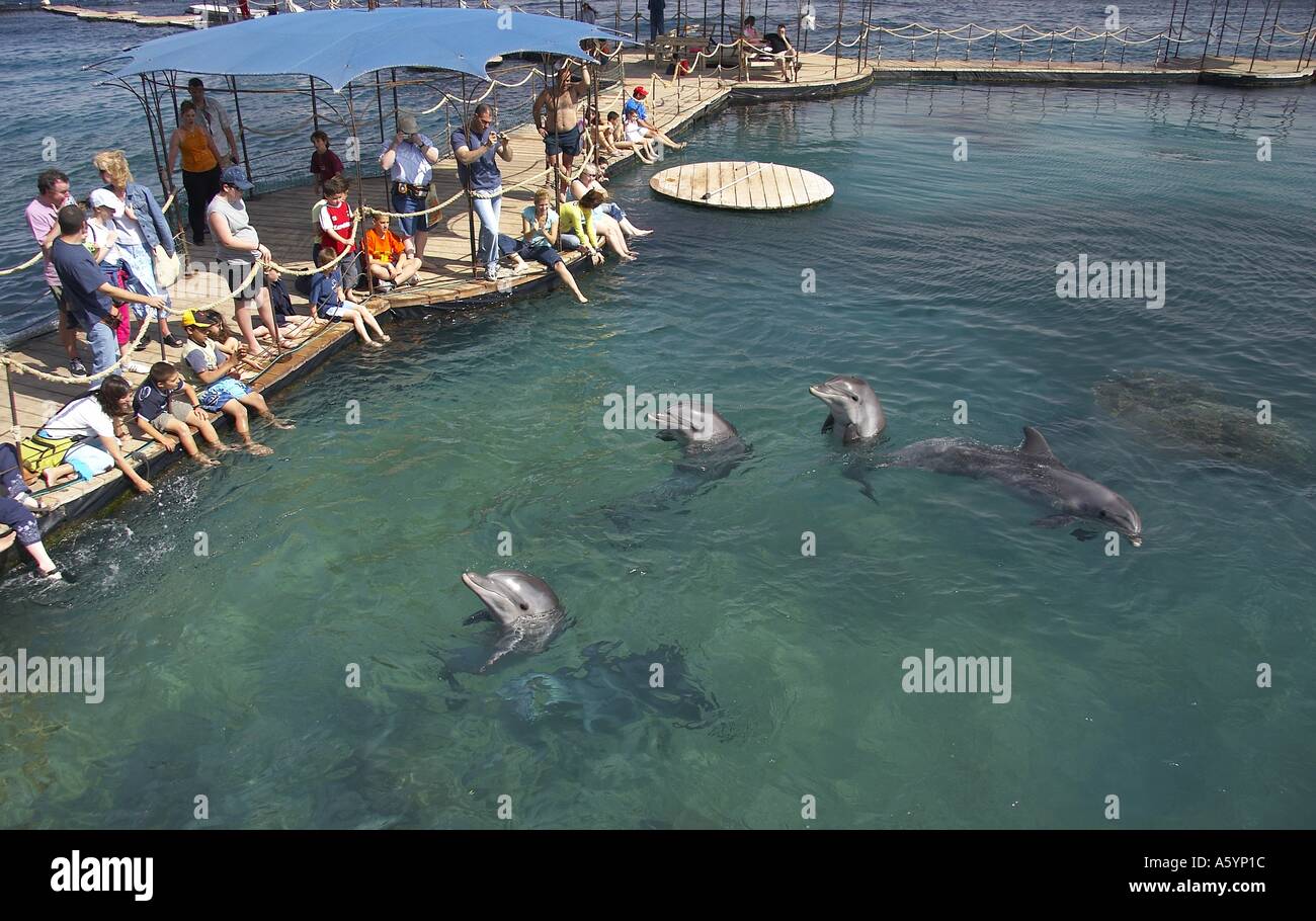 Das Weltweit Einzigartige Dolphin Reef Eilat In Israel VVSRPO