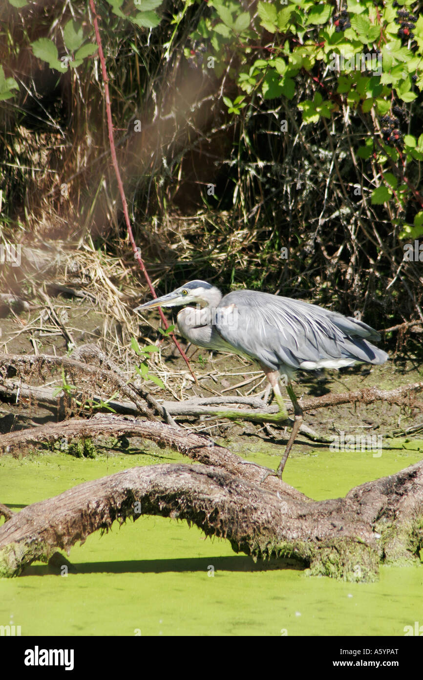 Great Blue Heron perched on log in alge covered water Stock Photo
