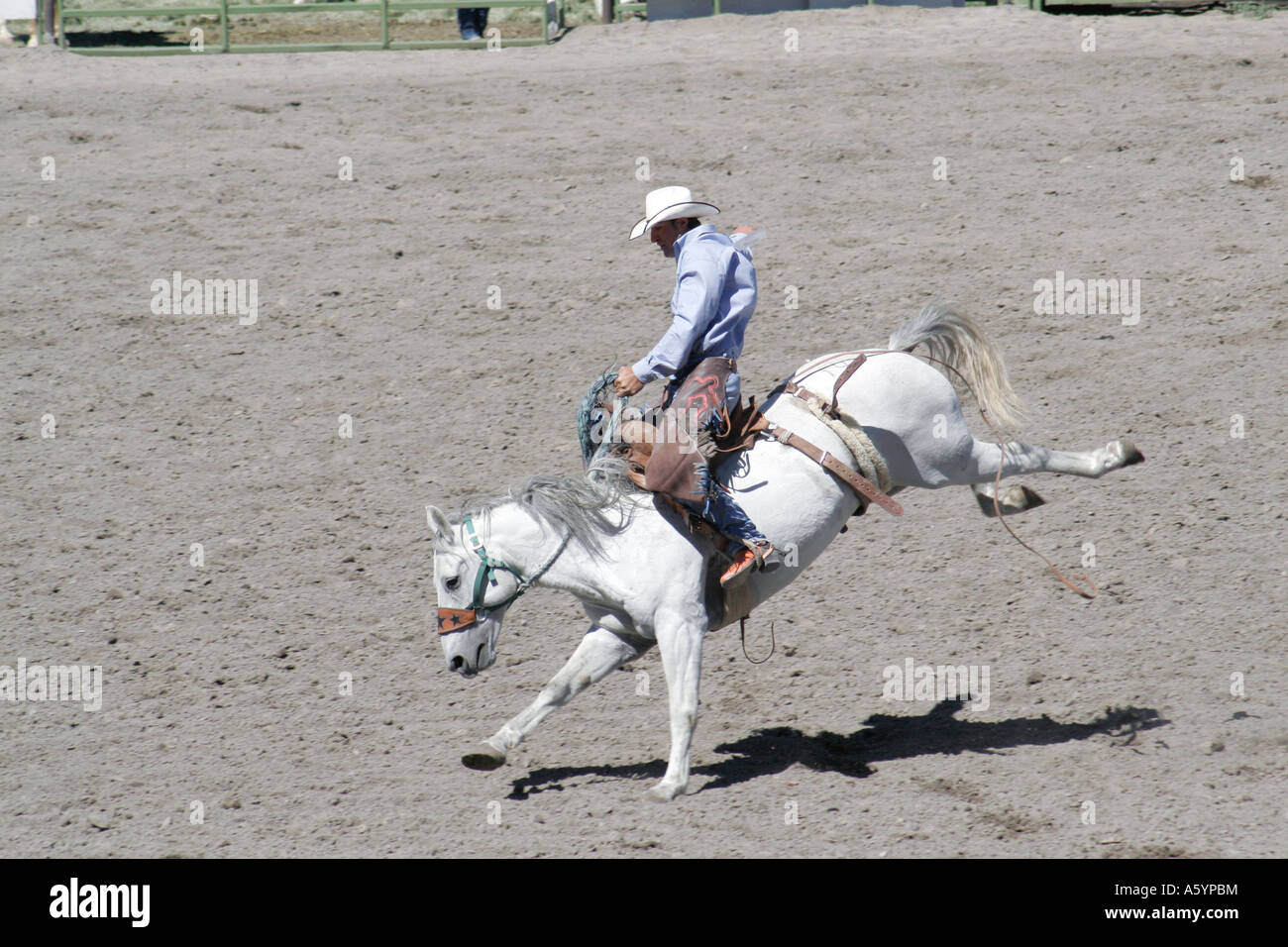 Saddle Bronc Rodeo Rider Stock Photo Alamy