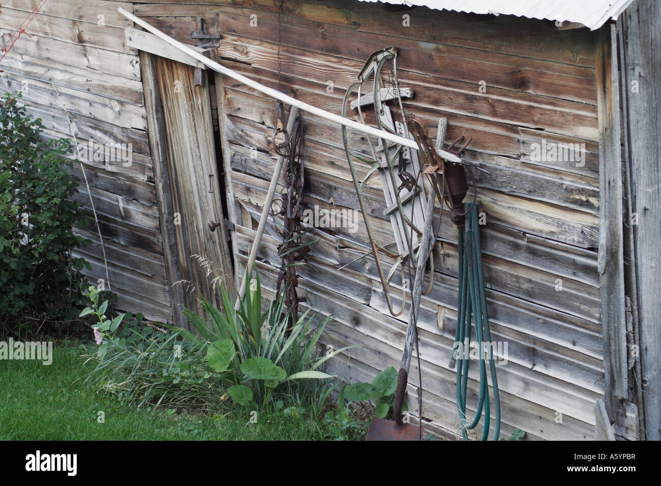 Side of wooden shed with old sled and metal traps hanging on it Stock ...