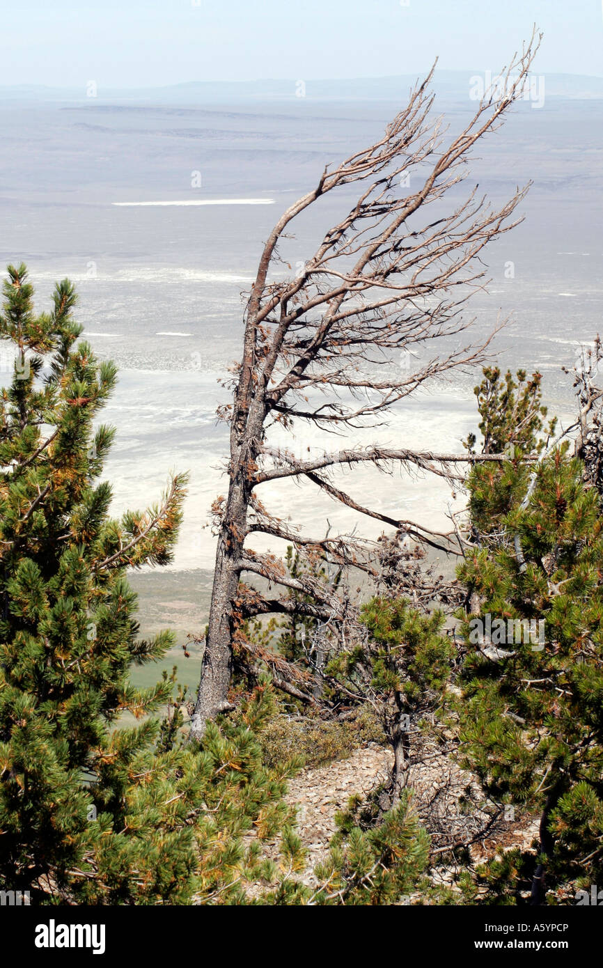 Weather Beaten tree on top of a mountain looking towards desart and a