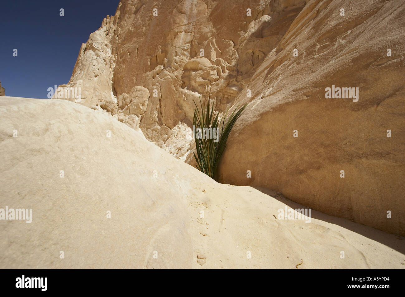 life in the desert Stock Photo Alamy