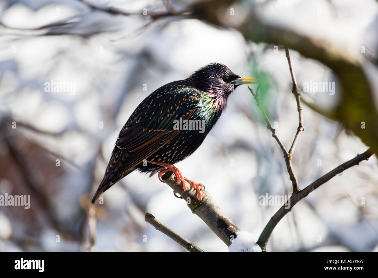 Starling sturnus vulgaris sitting on a tree in the sun with snow in background Stock Photo