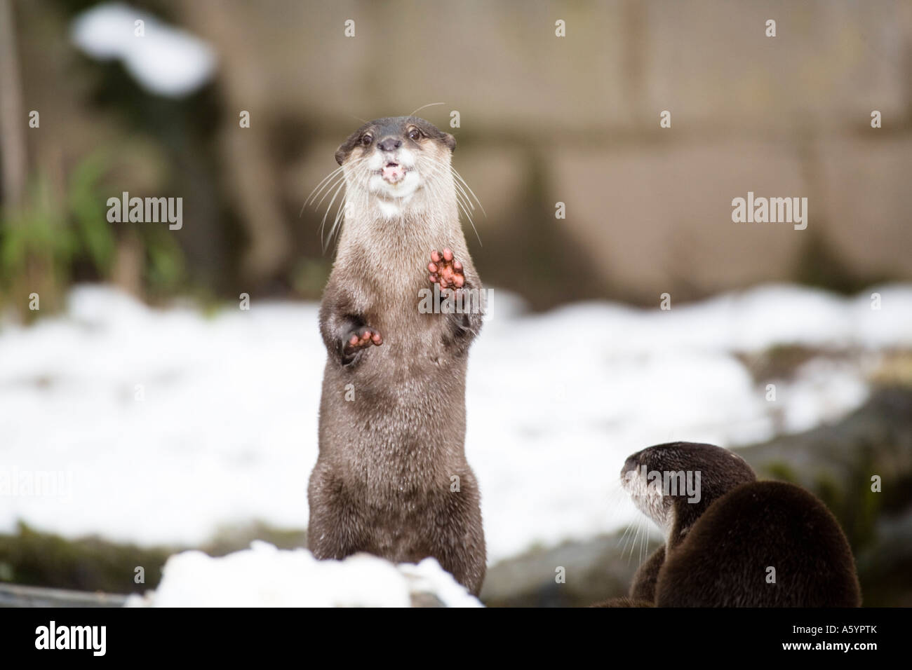 Short clawed otter preaching a humorous sermon Stock Photo