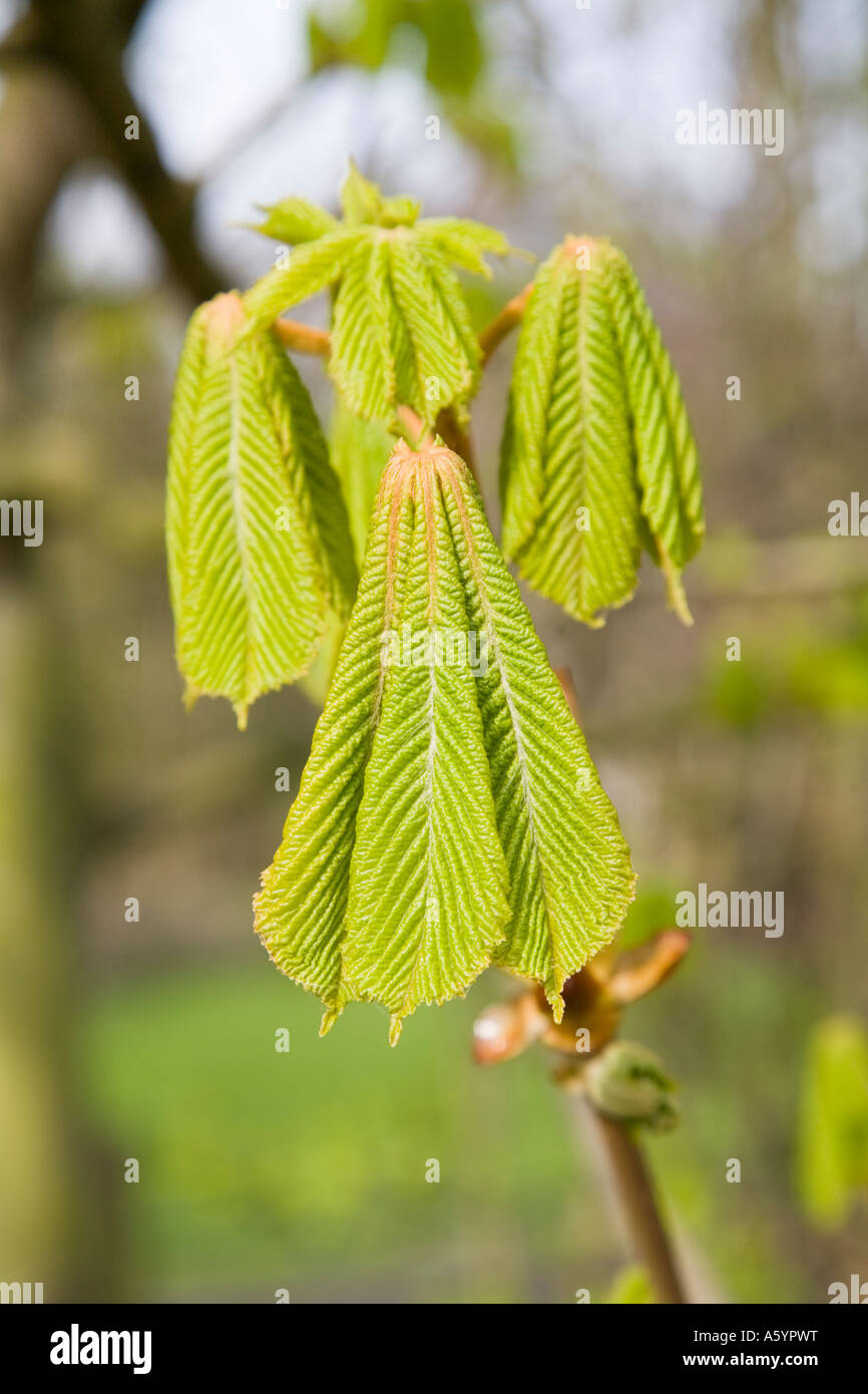 Burst of leaves hi res stock photography and images Alamy Burst of leaves hi res stock photography and images Alamy