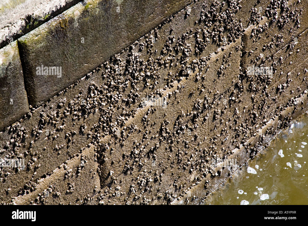 Freshwater mussels on the wall of a seldom used lock on the River Weaver Stock Photo