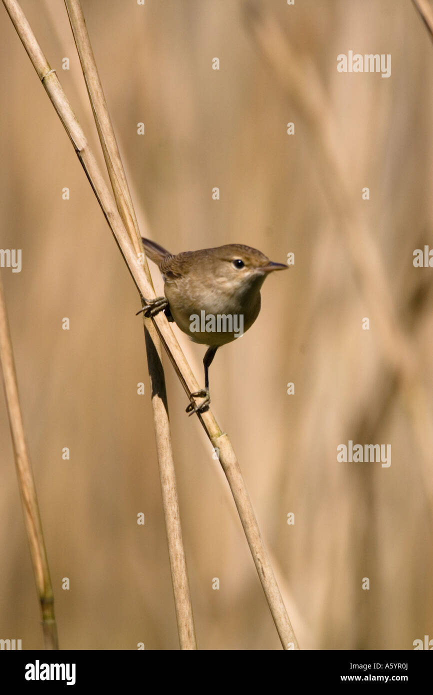 Reed warbler Acrocephalus scirpaceus on a reed Stock Photo