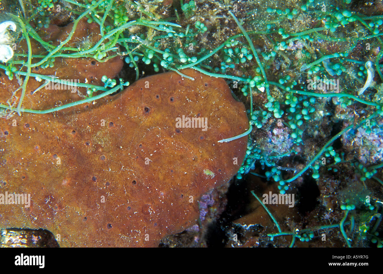 Exotic algae species Caulerpa  racemosa covering marine life and reefs in Eastern Meditterranean Bodrum Turkey Stock Photo