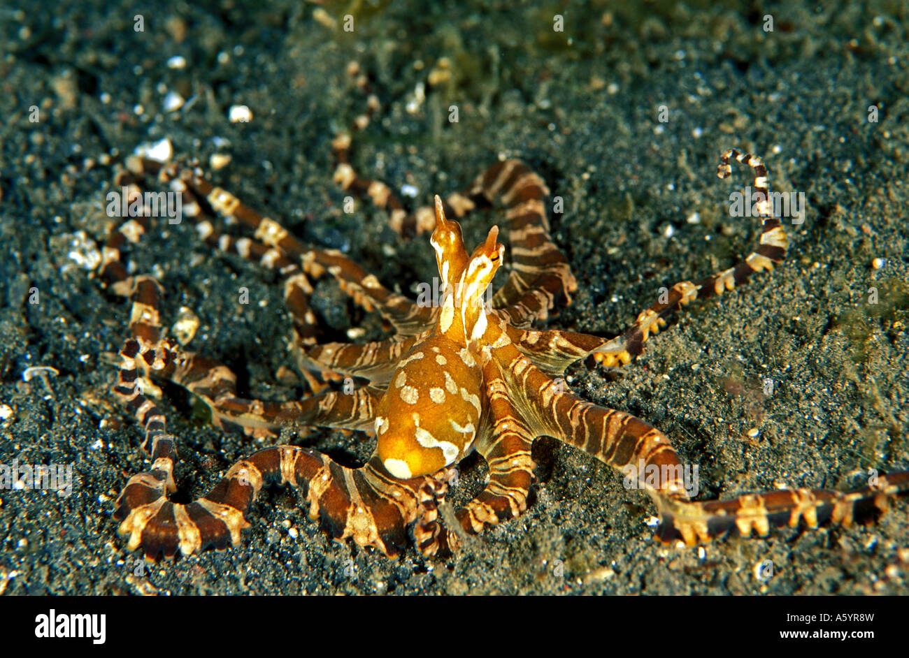 Mimic octopus Sulawesi Indonesia Stock Photo