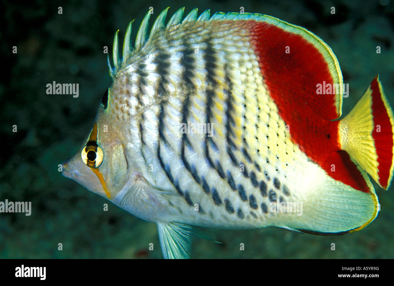 Crown butterflyfish Chaetodon pasiufasciatus Egypt Red Sea Stock Photo