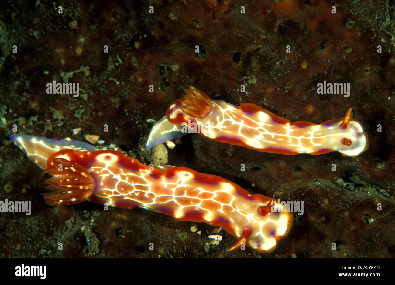 Nudibranches Chromodoris sp mating pair Sulawesi Indonesia Stock Photo