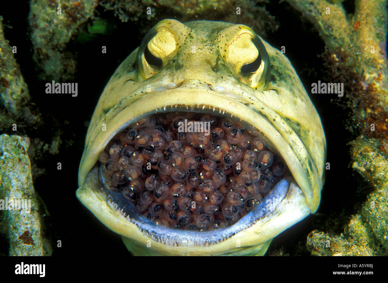 Fish With Eggs In Mouth