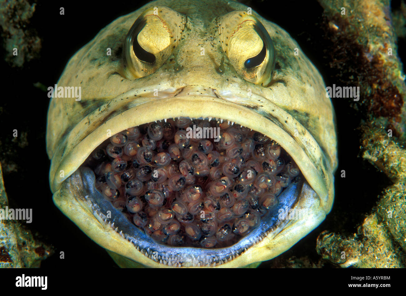 Male dendriric jawfish Opistognathus dendriticus incubating eggs in his