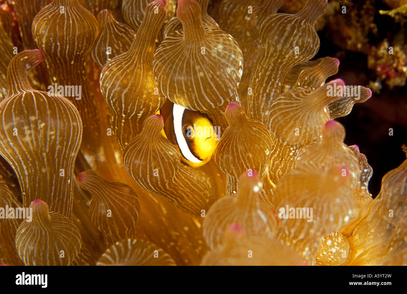 Juvenile clark anemonefish Amphiprion clarkii Komodo Indonesia Stock Photo