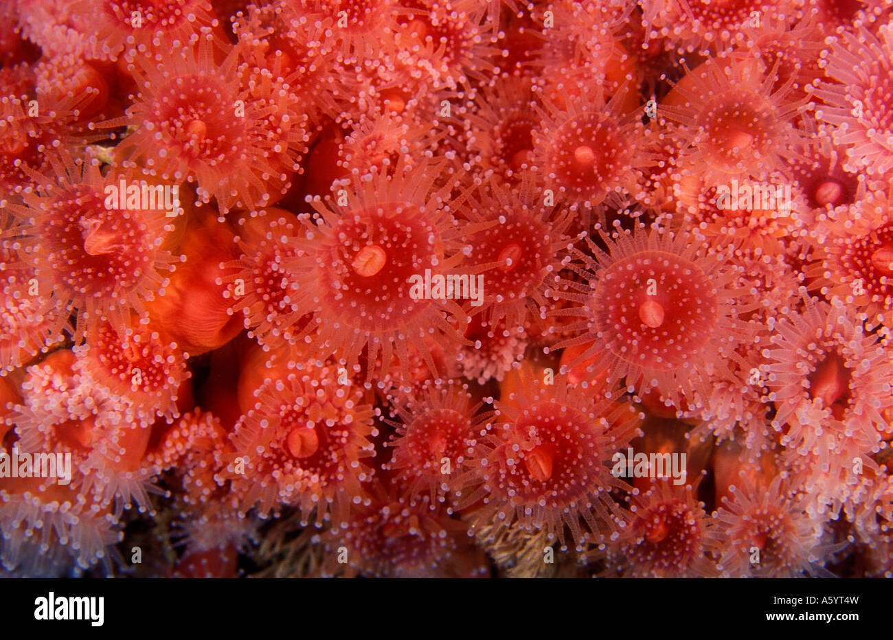 Strawberry Anemones Corynactis californica Channel Islands California USA Stock Photo