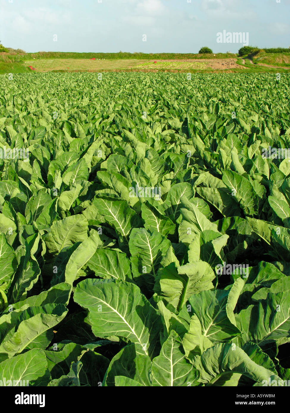 field with cauliflower Brittany Leon France Stock Photo Alamy