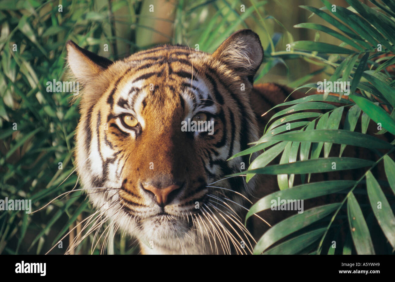 Tiger bamboo hi-res stock photography and images - Alamy