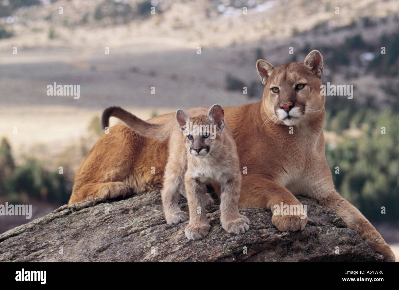 Male Cougar (Puma concolor) with its 