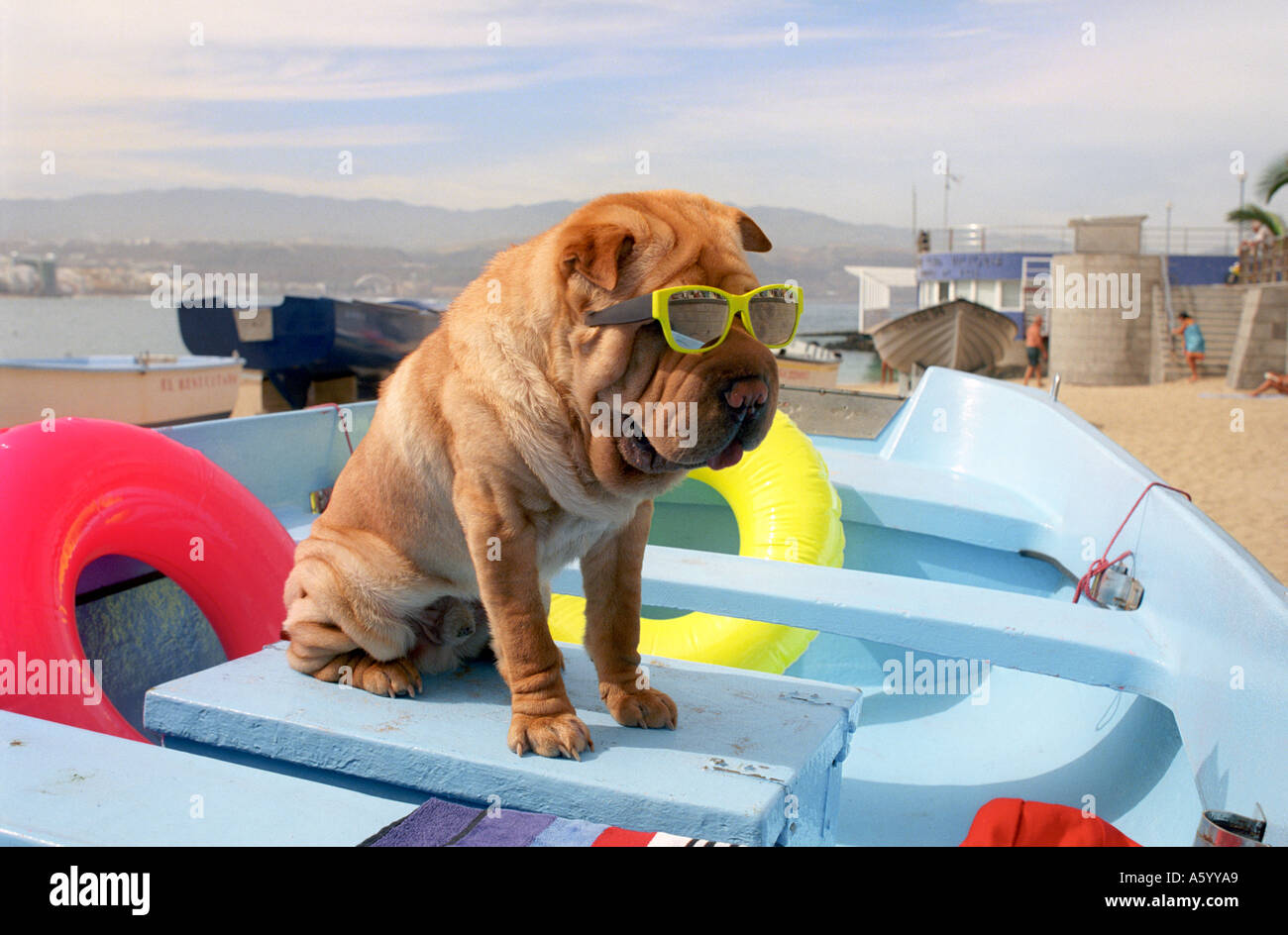 Holiday Dog wearing sunglasses on holiday sitting in colourful fishing boat on beach Stock Photo