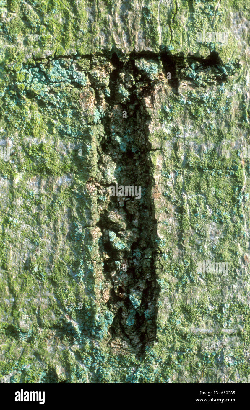 GRAFFITI LETTER T CARVED IN BARK OF TREE BLICKLING NORFOLK NORFOLK EAST 