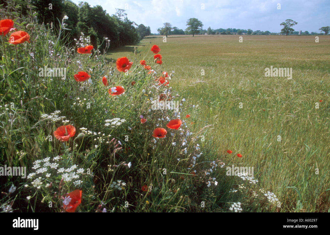 SUMMER HEDGEROW BOARDERING GROWING FIELD OF CROPS COLTISHALL NORFOLK EAST ANGLIA ENGLAND UK Stock Photo