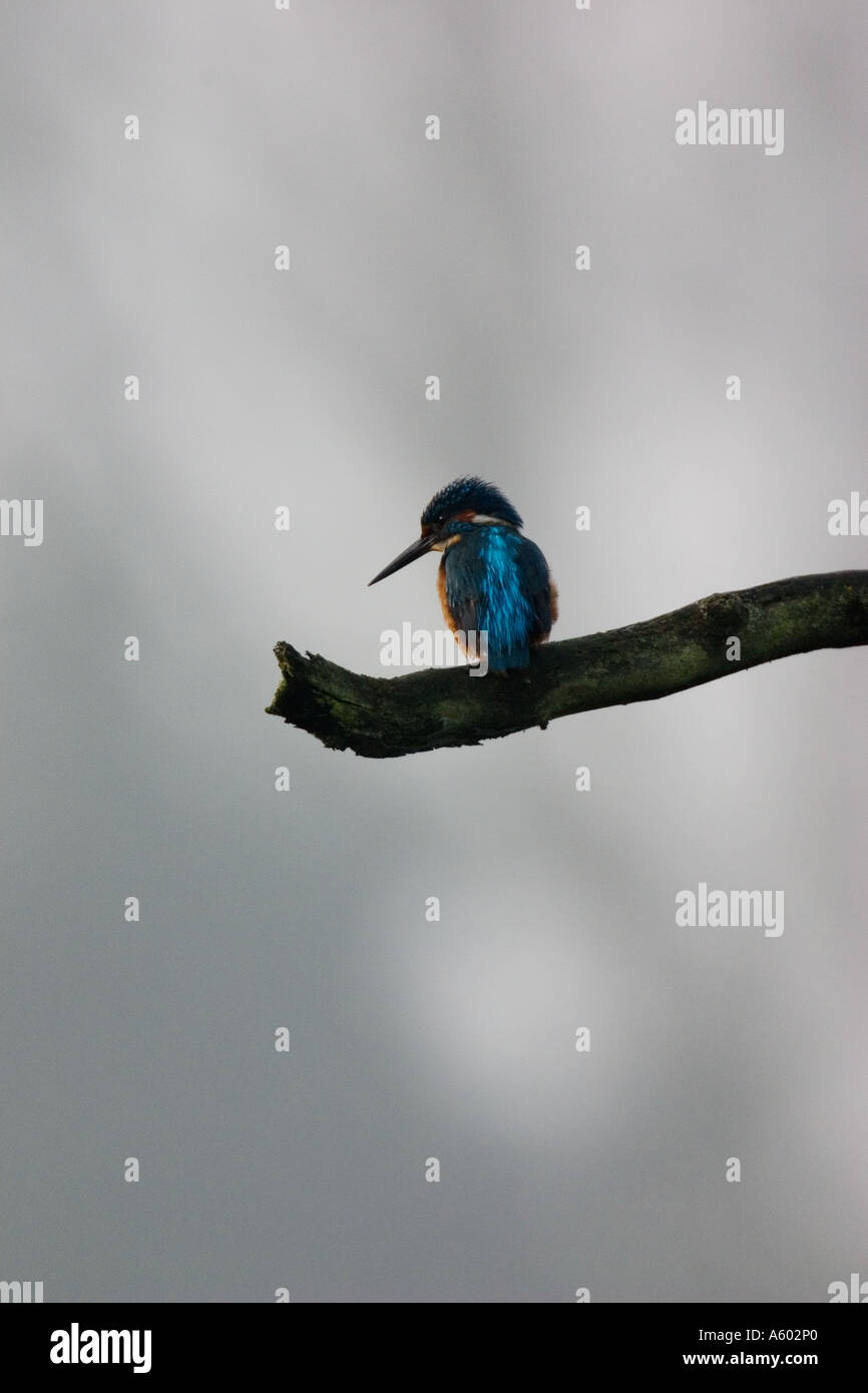 Kingfisher alcedo atthis in mist Stock Photo