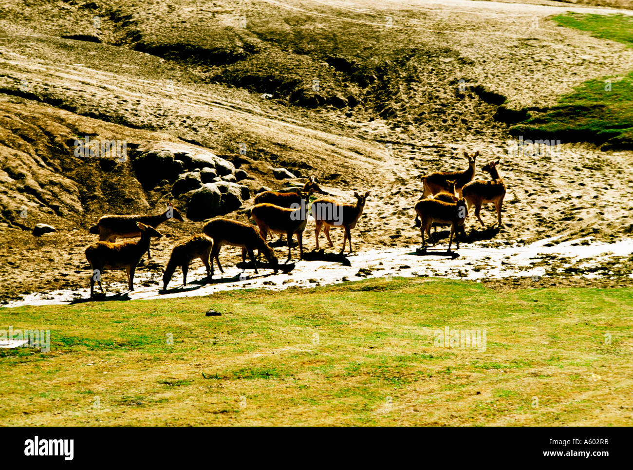 california-san-diego-wild-animal-park-gazelles-stock-photo-alamy