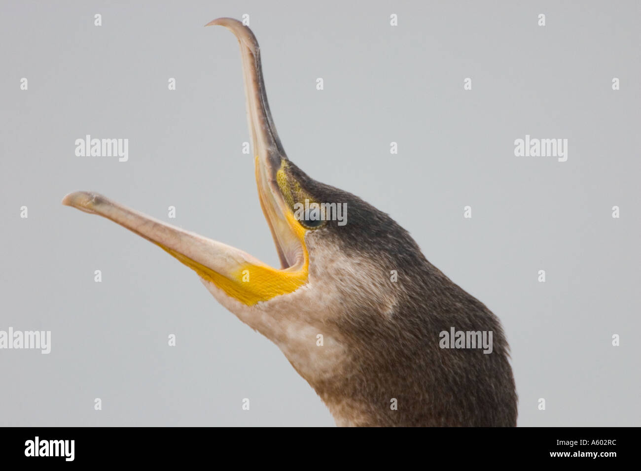 Cormorant yawns while resting over high tide Stock Photo