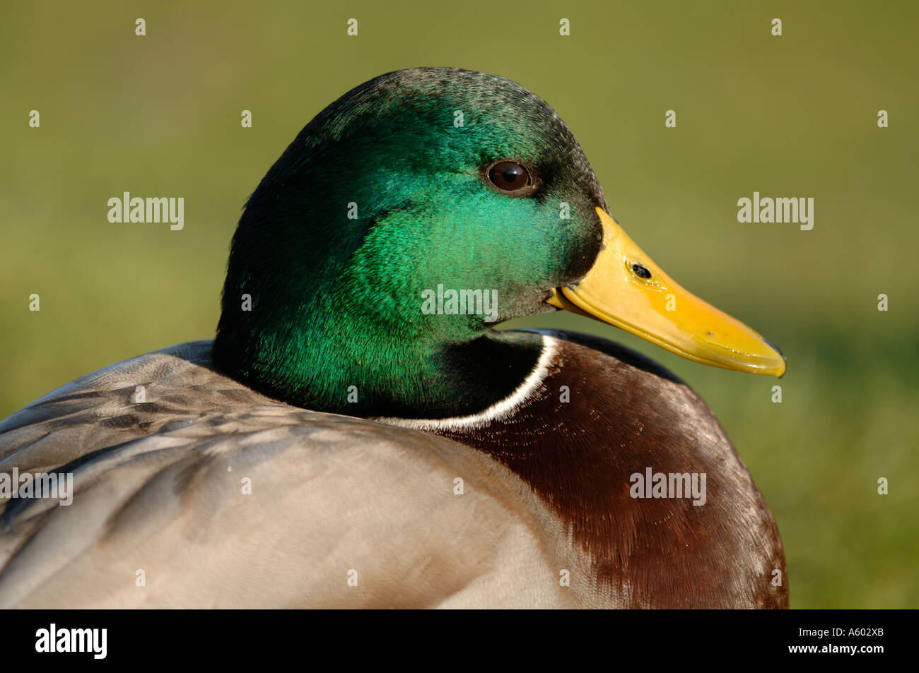 Male Mallard Duck Stock Photo - Alamy