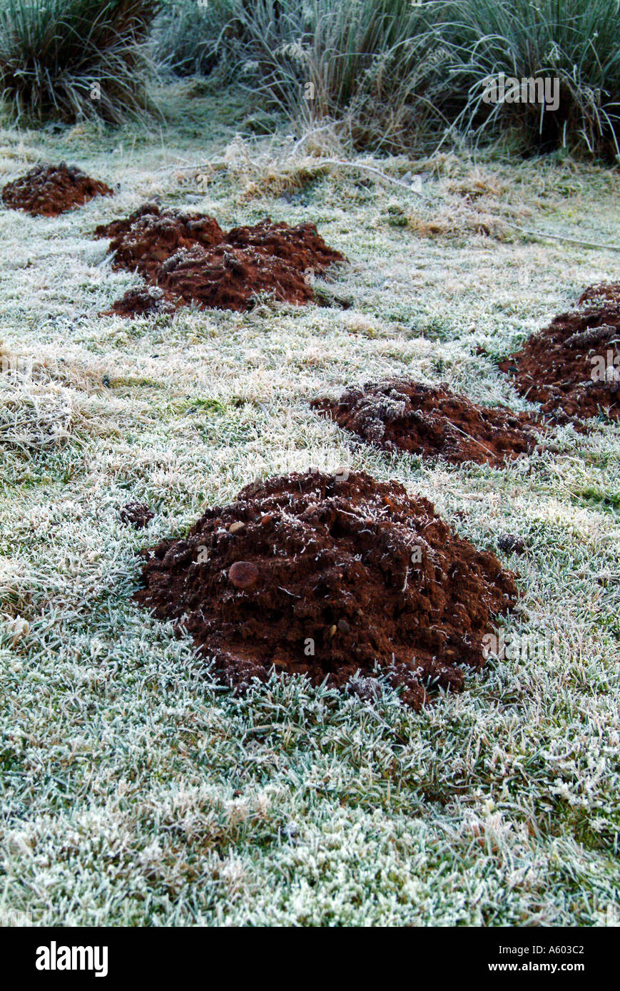 mole molehills frozen freezing freeze winter garden Stock Photo Alamy