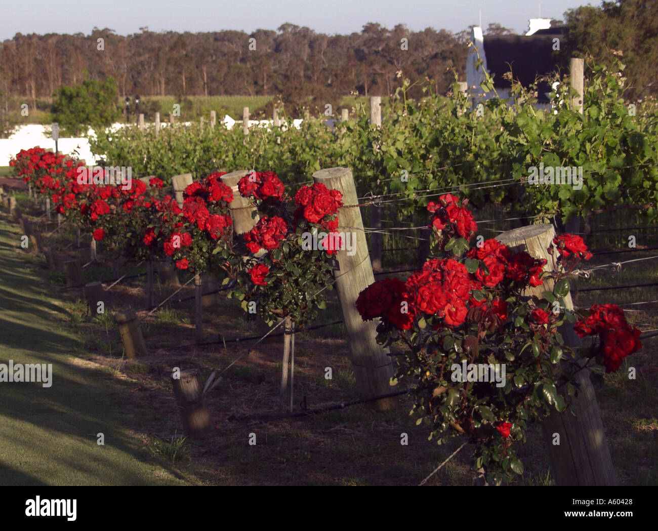 Voyager estate Margaret River Western Australia Stock Photo Alamy