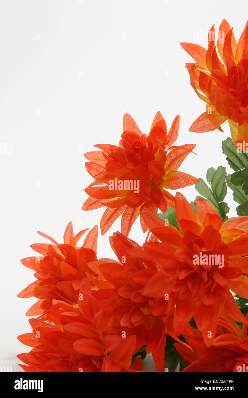 Red silk flowers on white vertical high key background Stock Photo