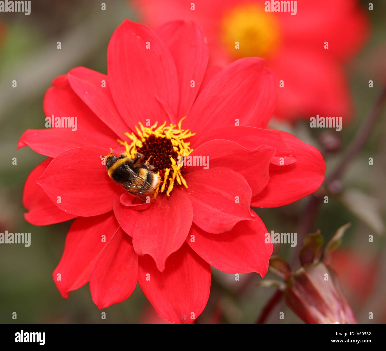 Bee on Dahlia Stock Photo Alamy