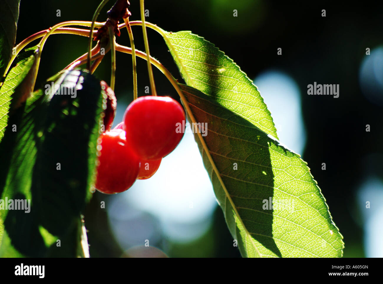 Cherry Orchard, Kent, England, UK Stock Photo - Alamy