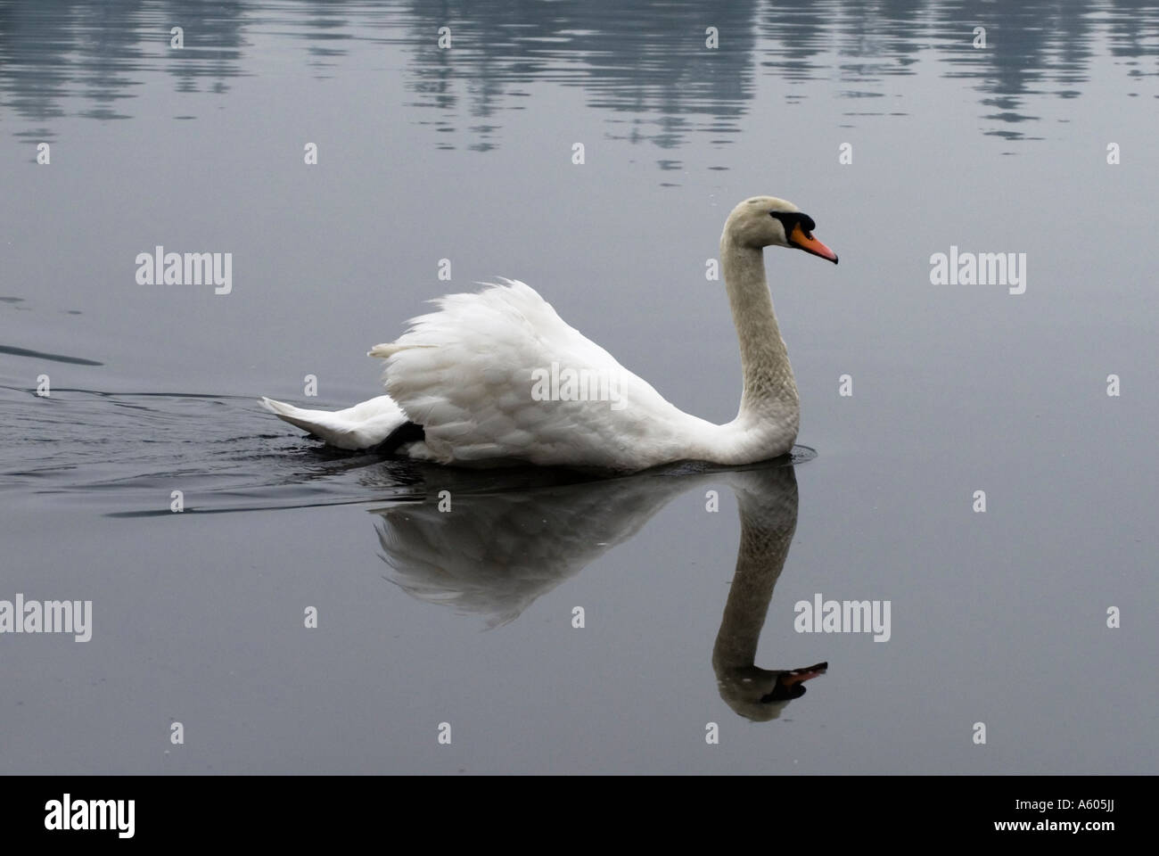 Mute swan displaying, Vancouver, BC Stock Photo - Alamy