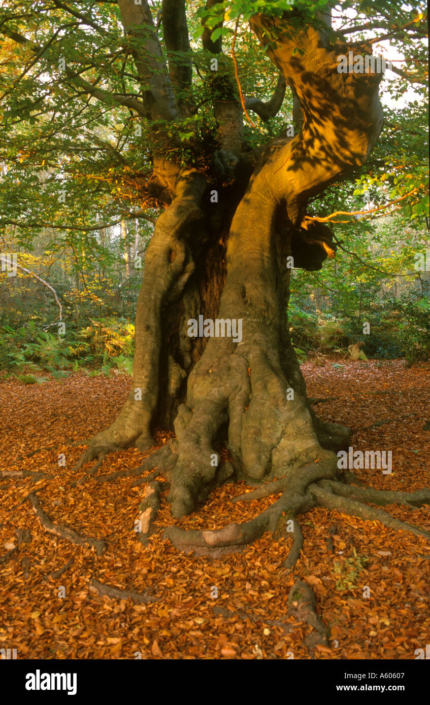 Pollard beech tree hires stock photography and images Alamy