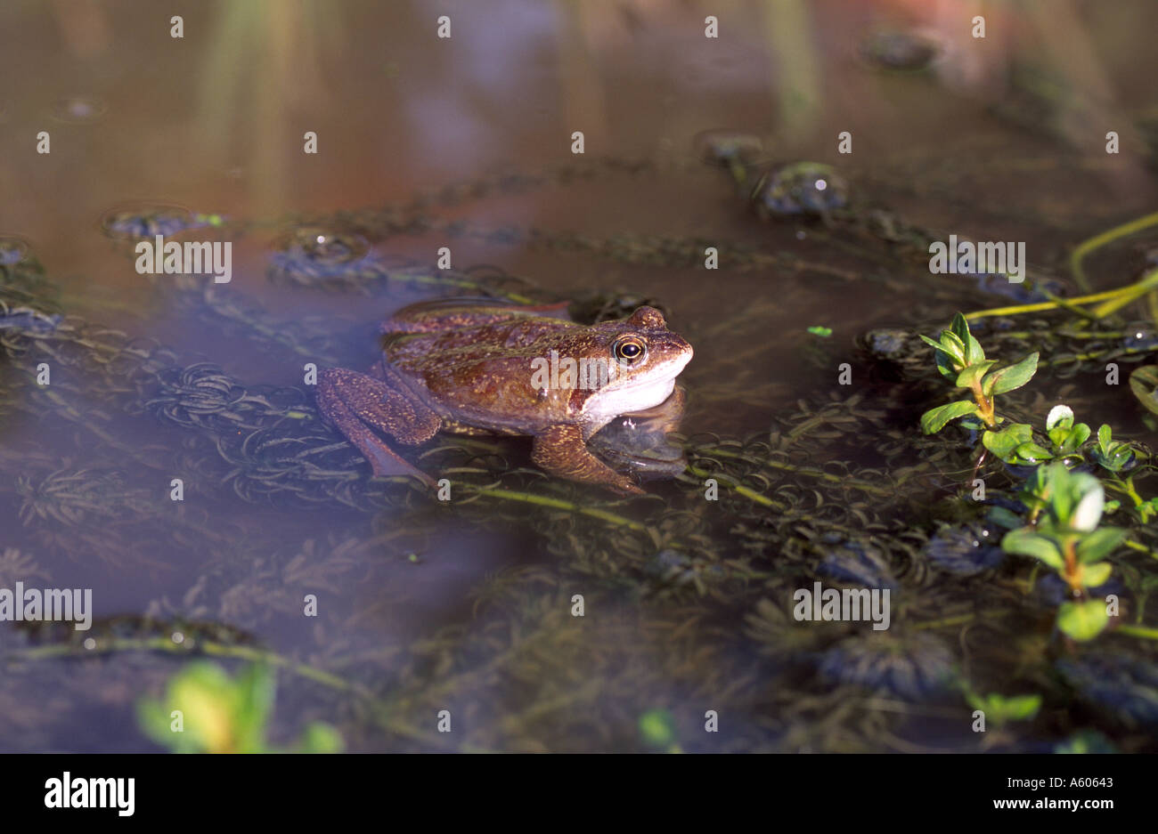 Male Common Frog Rana temporaria in pond during breeding season Stock
