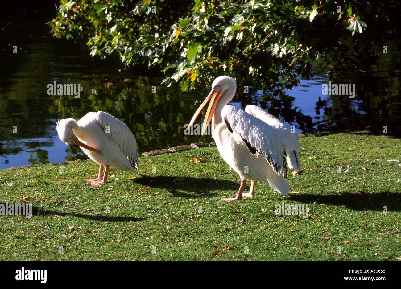 Pelicans in St James Park London UK Stock Photo - Alamy