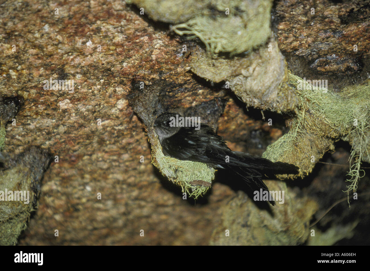 Swiftlet Cave Seychelles Collocalia francica elaphra At nest Stock