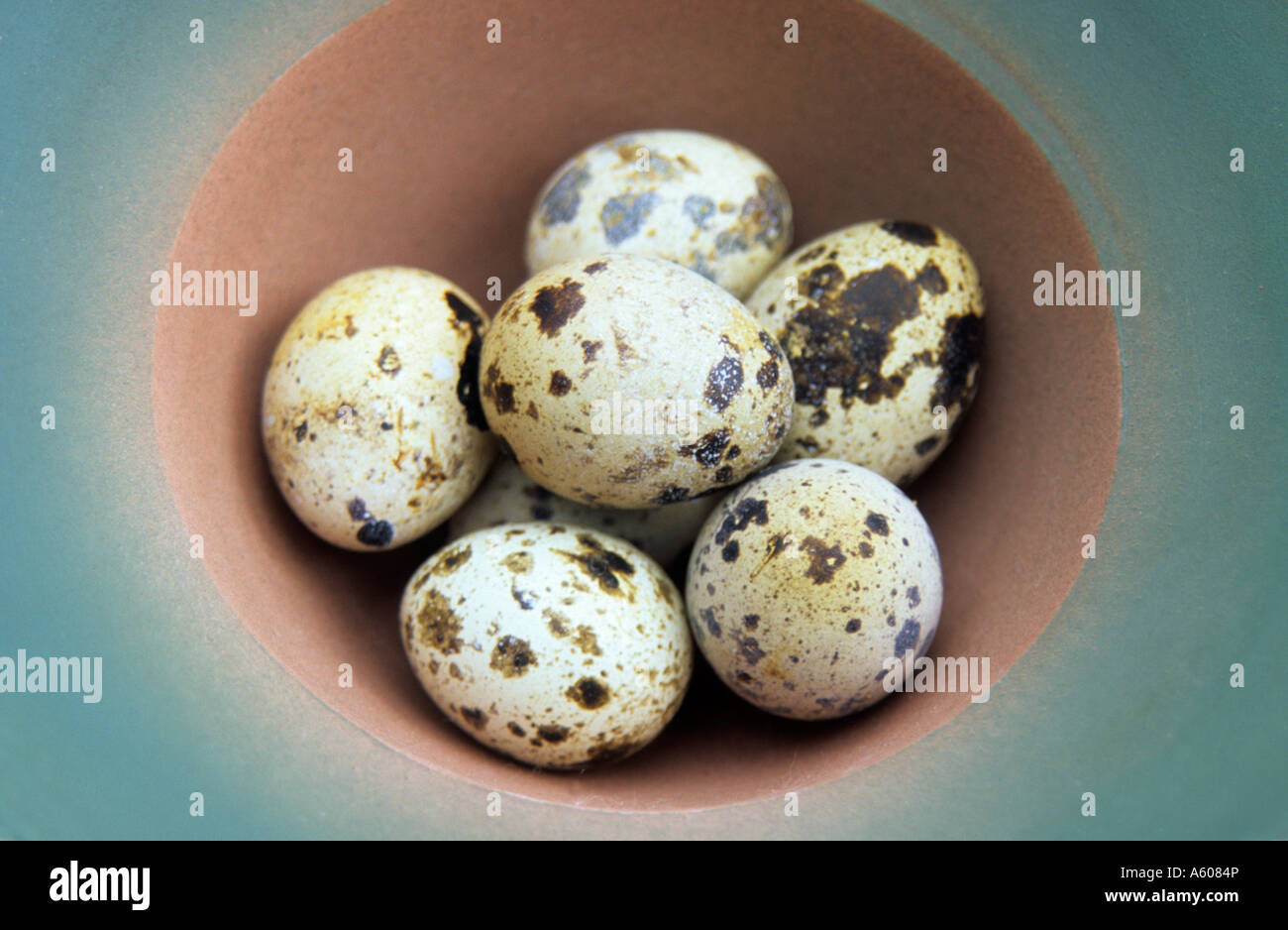Quails Eggs in Bowl, food Stock Photo Alamy