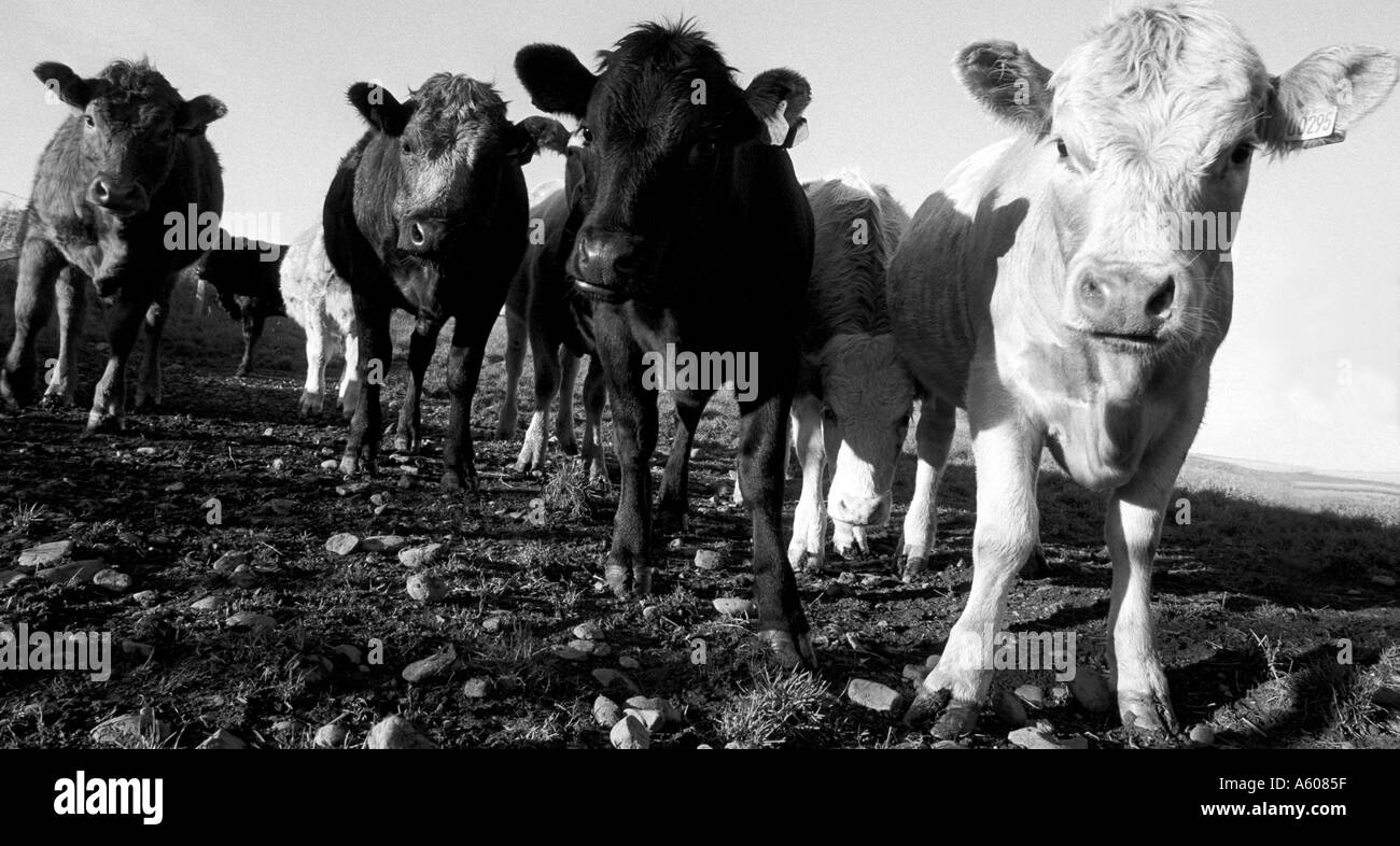 Dairy cattle breeding Black and White Stock Photos & Images - Alamy